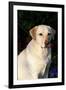 Portrait of Yellow Labrador Retriever (Female) in Early Morning Light by Red Zinnias, Geneva-Lynn M^ Stone-Framed Photographic Print