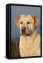 Portrait of Yellow Labrador Retriever in Spartina Grass by Saltwater Pond-Lynn M^ Stone-Framed Stretched Canvas