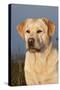 Portrait of Yellow Labrador Retriever in Spartina Grass by Saltwater Pond-Lynn M^ Stone-Stretched Canvas