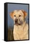 Portrait of Yellow Labrador Retriever in Spartina Grass by Saltwater Pond-Lynn M^ Stone-Framed Stretched Canvas