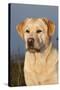 Portrait of Yellow Labrador Retriever in Spartina Grass by Saltwater Pond-Lynn M^ Stone-Stretched Canvas