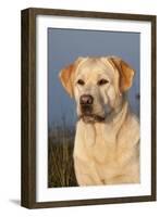 Portrait of Yellow Labrador Retriever in Spartina Grass by Saltwater Pond-Lynn M^ Stone-Framed Photographic Print