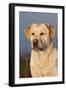 Portrait of Yellow Labrador Retriever in Spartina Grass by Saltwater Pond-Lynn M^ Stone-Framed Photographic Print