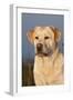 Portrait of Yellow Labrador Retriever in Spartina Grass by Saltwater Pond-Lynn M^ Stone-Framed Photographic Print