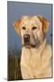 Portrait of Yellow Labrador Retriever in Spartina Grass by Saltwater Pond-Lynn M^ Stone-Mounted Photographic Print