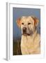 Portrait of Yellow Labrador Retriever in Spartina Grass by Saltwater Pond-Lynn M^ Stone-Framed Photographic Print