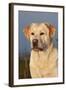 Portrait of Yellow Labrador Retriever in Spartina Grass by Saltwater Pond-Lynn M^ Stone-Framed Photographic Print