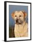 Portrait of Yellow Labrador Retriever in Spartina Grass by Saltwater Pond-Lynn M^ Stone-Framed Photographic Print