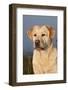 Portrait of Yellow Labrador Retriever in Spartina Grass by Saltwater Pond-Lynn M^ Stone-Framed Photographic Print