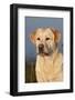 Portrait of Yellow Labrador Retriever in Spartina Grass by Saltwater Pond-Lynn M^ Stone-Framed Photographic Print