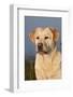 Portrait of Yellow Labrador Retriever in Spartina Grass by Saltwater Pond-Lynn M^ Stone-Framed Photographic Print