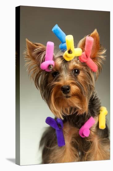 Portrait Of Young Yorkshire Terrier Dog Over White Background-PH.OK-Stretched Canvas