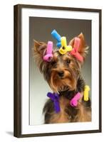 Portrait Of Young Yorkshire Terrier Dog Over White Background-PH.OK-Framed Photographic Print