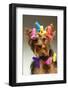 Portrait Of Young Yorkshire Terrier Dog Over White Background-PH.OK-Framed Photographic Print