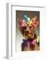 Portrait Of Young Yorkshire Terrier Dog Over White Background-PH.OK-Framed Photographic Print