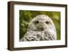 Portrait  White Snow Owl - Open Eyes-Pavelmidi-Framed Photographic Print