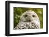 Portrait  White Snow Owl - Open Eyes-Pavelmidi-Framed Photographic Print