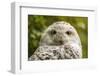 Portrait  White Snow Owl - Open Eyes-Pavelmidi-Framed Photographic Print