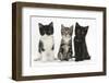 Portraits of Three Kittens-Mark Taylor-Framed Photographic Print