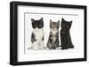 Portraits of Three Kittens-Mark Taylor-Framed Photographic Print