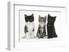 Portraits of Three Kittens-Mark Taylor-Framed Photographic Print