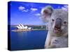 Portrayal of Opera House and Koala, Sydney, Australia-Bill Bachmann-Stretched Canvas