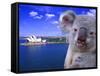 Portrayal of Opera House and Koala, Sydney, Australia-Bill Bachmann-Framed Stretched Canvas