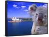 Portrayal of Opera House and Koala, Sydney, Australia-Bill Bachmann-Framed Stretched Canvas