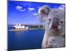 Portrayal of Opera House and Koala, Sydney, Australia-Bill Bachmann-Mounted Premium Photographic Print