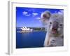 Portrayal of Opera House and Koala, Sydney, Australia-Bill Bachmann-Framed Photographic Print