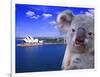 Portrayal of Opera House and Koala, Sydney, Australia-Bill Bachmann-Framed Photographic Print