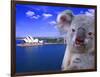 Portrayal of Opera House and Koala, Sydney, Australia-Bill Bachmann-Framed Photographic Print