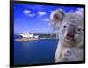 Portrayal of Opera House and Koala, Sydney, Australia-Bill Bachmann-Framed Photographic Print