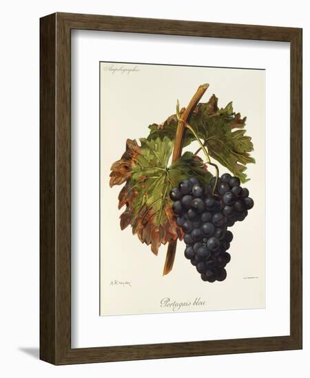 Portugais Bleu Grape-A. Kreyder-Framed Giclee Print