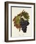 Portugais Bleu Grape-A. Kreyder-Framed Giclee Print