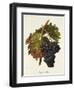 Portugais Bleu Grape-A. Kreyder-Framed Giclee Print