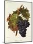 Portugais Bleu Grape-A. Kreyder-Mounted Giclee Print