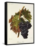 Portugais Bleu Grape-A. Kreyder-Framed Stretched Canvas