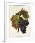 Portugais Bleu Grape-A. Kreyder-Framed Giclee Print