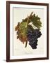 Portugais Bleu Grape-A. Kreyder-Framed Giclee Print