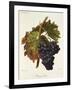 Portugais Bleu Grape-A. Kreyder-Framed Giclee Print