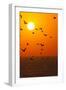 Portugal, Algarve, Lagos, Sunrise, Flock of Gulls-Chris Seba-Framed Photographic Print