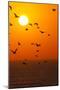 Portugal, Algarve, Lagos, Sunrise, Flock of Gulls-Chris Seba-Mounted Photographic Print