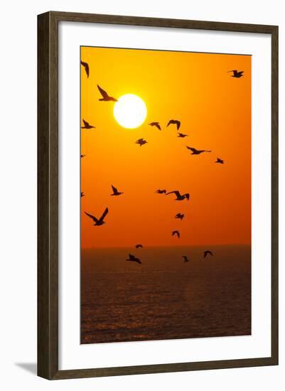 Portugal, Algarve, Lagos, Sunrise, Flock of Gulls-Chris Seba-Framed Photographic Print