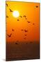 Portugal, Algarve, Lagos, Sunrise, Flock of Gulls-Chris Seba-Mounted Photographic Print