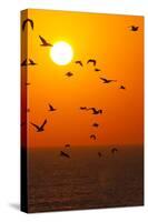 Portugal, Algarve, Lagos, Sunrise, Flock of Gulls-Chris Seba-Stretched Canvas