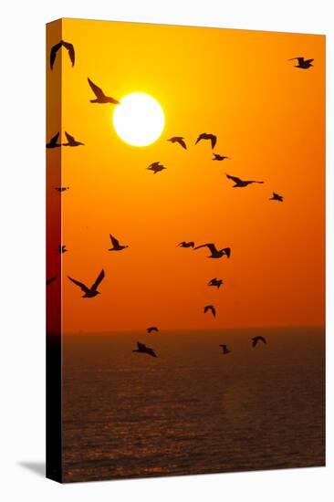 Portugal, Algarve, Lagos, Sunrise, Flock of Gulls-Chris Seba-Stretched Canvas