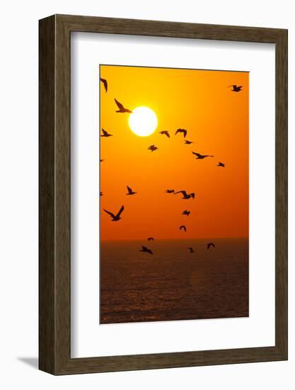 Portugal, Algarve, Lagos, Sunrise, Flock of Gulls-Chris Seba-Framed Photographic Print