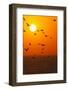 Portugal, Algarve, Lagos, Sunrise, Flock of Gulls-Chris Seba-Framed Photographic Print