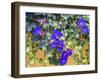 Portugal, Aveiro. Blue Morning Glory, Ipomoea indica, growing wild in the historic district-Julie Eggers-Framed Photographic Print